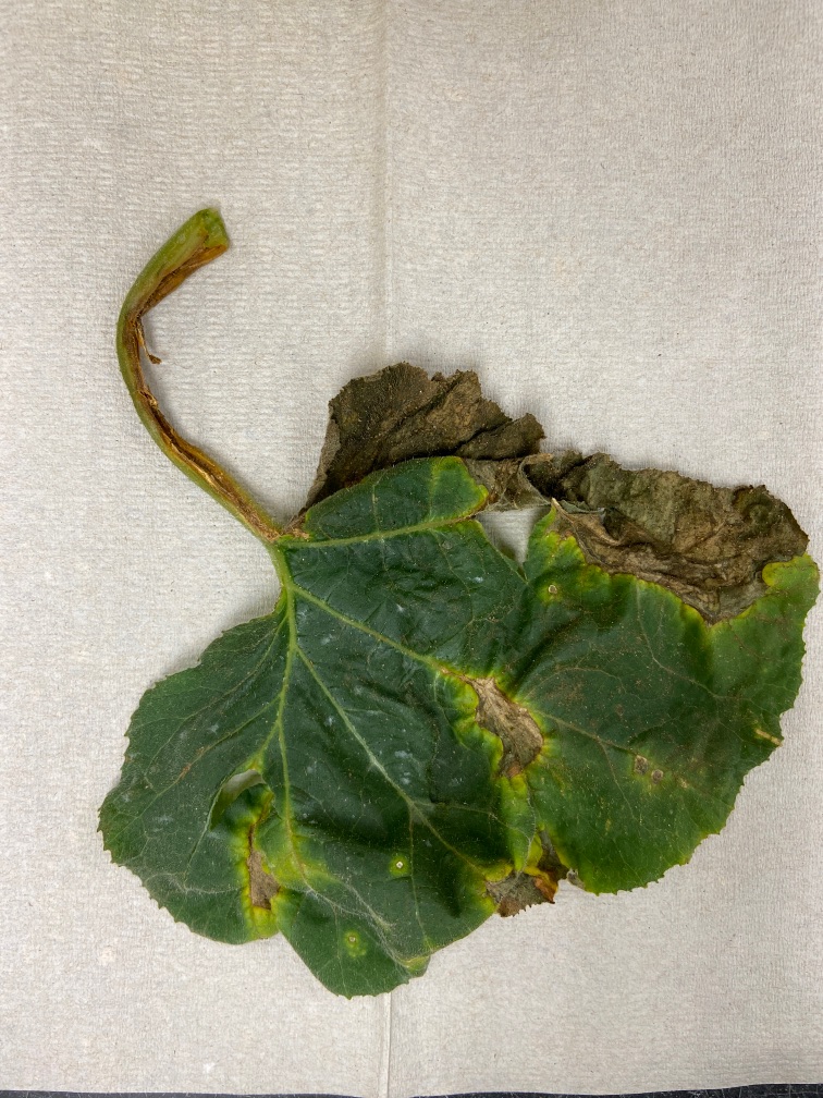 Leaf spots and petiole lesions.